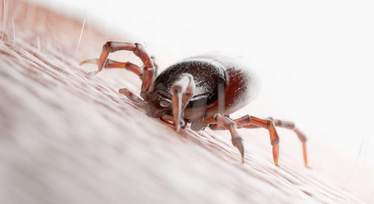 Czym wyciągnąć kleszcza – praktyczny poradnik nie tylko na sezon letni